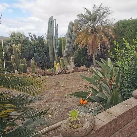 Cactus *